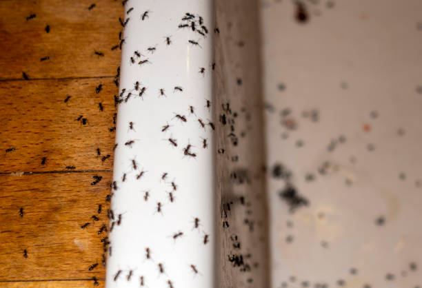Best Ant Control Services  in Lenoir, NC